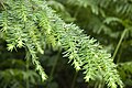 Français : Tsuga heterophylla Forêt d'Eu (Seine-Maritime), France