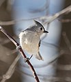 * Nomination Tufted titmouse in Green-Wood Cemetery --Rhododendrites 04:31, 2 March 2021 (UTC) * Promotion  Support Good quality. --XRay 04:38, 2 March 2021 (UTC)