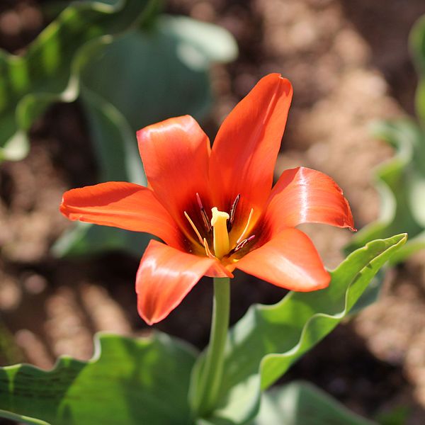 File:Tulipa 'Orange Toronto' 2016 01.JPG