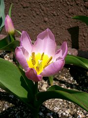 Tulipa bakeri 'Lilac Wonder'1.jpg