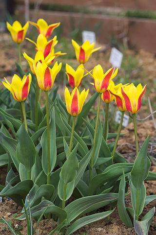<i>Tulipa kaufmanniana</i> Species of plant in the genus Tulipa