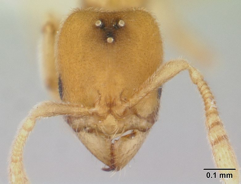 File:Typhlomyrmex pusillus casent0178662 head 1.jpg