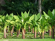 State Plant of Federal Islamic Republic of The Comoros