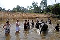 Helping to bath the elephants.