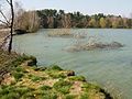 Uferabbruch, einige Äste abgerutschter Birken ragen noch aus dem Wasser