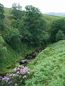 Dodder in the Dublin Mountains, 2.5 km from its source Upper Dodder.JPG