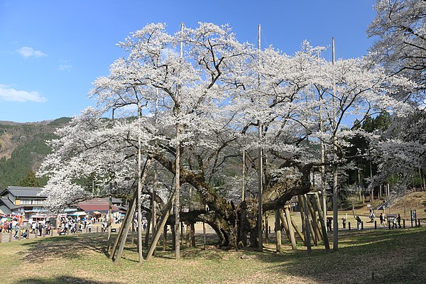 エドヒガン Wikiwand