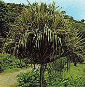 Pandanus utilis en el Jardín Botánico de Mahé