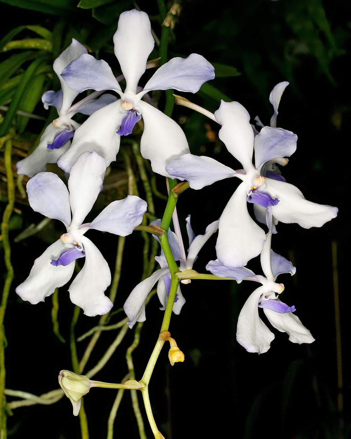 Vanda coerulea - Wikipedia