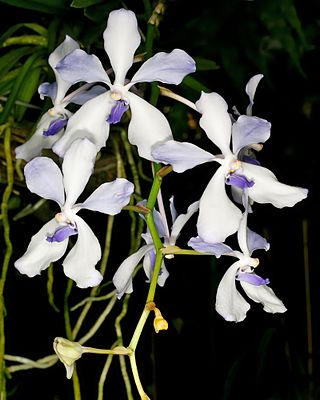 <i>Vanda coerulea</i> Species of orchid
