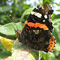 Vanessa Atalanta Red Admiral