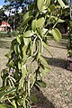 English: Vanilla fruit growing in Bras-Panon, Réunion Island Deutsch: Vanillefrucht in Bras-Panon auf Réunion