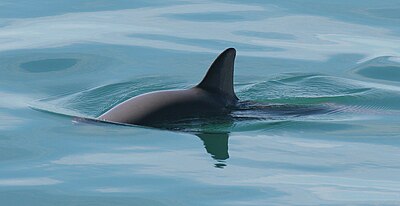 Vaquita5 Olson NOAA