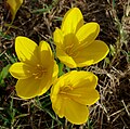 * Nomination Autumns crocuses (Crocus x cultivar), in a garden, France. --JLPC 21:37, 28 September 2012 (UTC) * Promotion Nice. Prenn 00:20, 29 September 2012 (UTC)