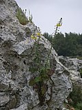 Miniatura para Verbascum levanticum