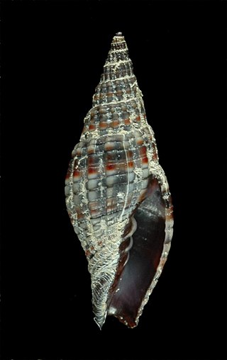 <i>Vexillum granosum</i> Species of gastropod