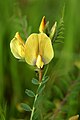 Vicia grandiflora. jpg.jpg