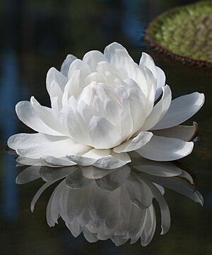 Victoria amazonica, blomstrende den første nat