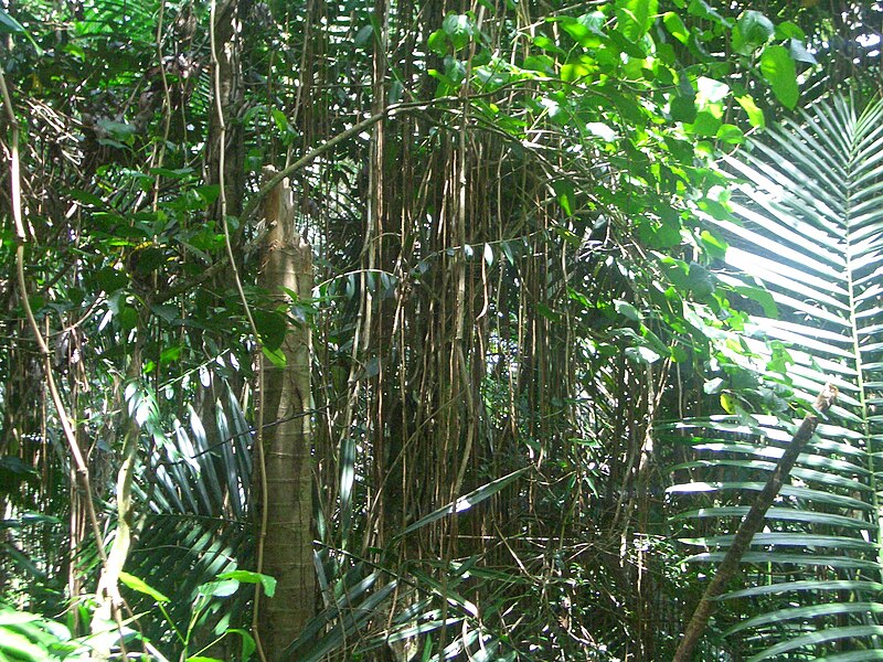 File:Vine Jungle El Yunque National Forest.jpg