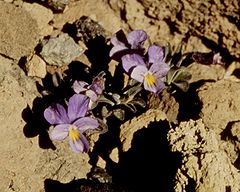 Viola cheiranthifolia.jpeg