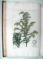 Van Huijsum 1728-1737, possibly not S. virgaurea