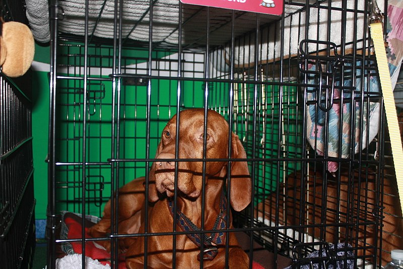 File:Vizsla (4320364997).jpg