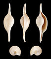 * Nomination Shell of a Shuttle Volva, Volva volva --Llez 05:16, 27 February 2012 (UTC) * Promotion  Support Good quality for me. --Jkadavoor 05:43, 27 February 2012 (UTC)