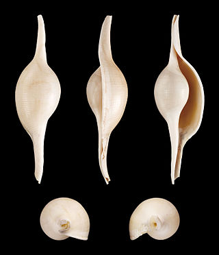 <i>Volva</i> (gastropod) Genus of gastropods