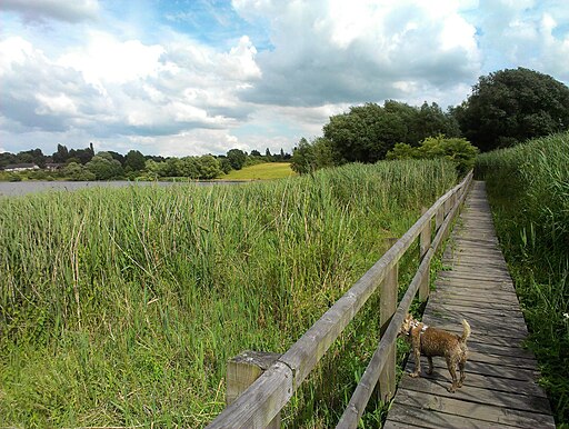 Walkway across reed bed - geograph.org.uk - 4608932