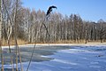 Das Naturschutzgebiet Wasenmoos bei Grünkraut im Hochwinter