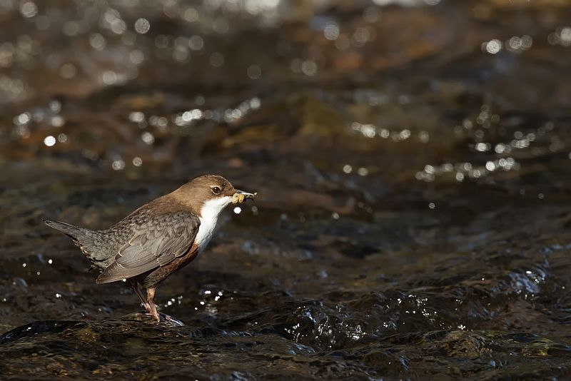 File:Wasseramsel an der Pfinz.jpg