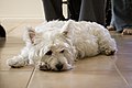 West Highland White Terrier-Zoe.jpg