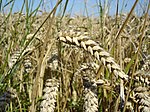 Wheat close-up.JPG
