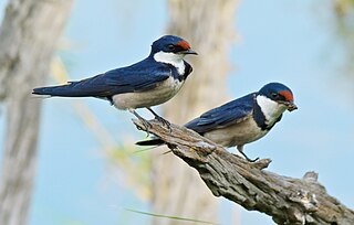 White-throated swallow Species of bird