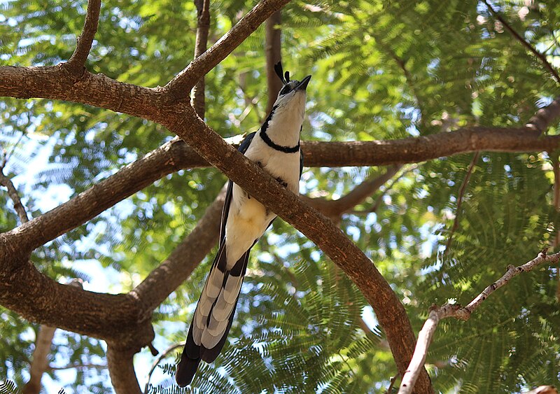 File:White-throated magpie-jay (24756753706).jpg