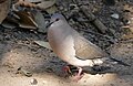 White-tipped Dove (Leptotila verreauxi) male ... (48424557466).jpg
