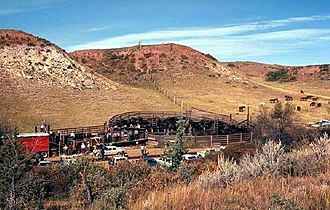 Wild horses at the Theodore Roosevelt National Park