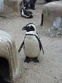 wikimedia_commons=File:Wilhelma Pinguin Dreipunkt.jpg