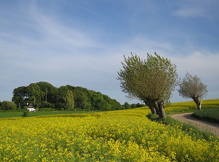 Pruned willows and rapefields are typical for this area of Sweden.