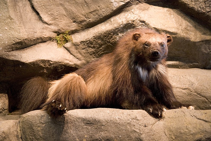 File:Wolverine display at Arctic Interagency Visitor Center at Coldfoot.jpg