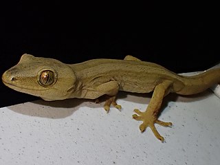 <span class="mw-page-title-main">Gold-striped gecko</span> Species of reptile