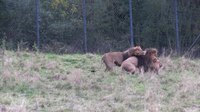 Fișier:Wuppertal - Zoo - Panthera leo 01 (1) ies.webm