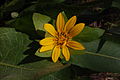 Wyethia glabra