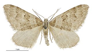 <i>Xanthorhoe frigida</i> Species of moth