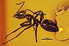 Anonychomyrma geinitzi fossil