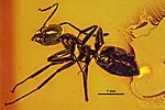 Anonychomyrma geinitzi Yantaromyrmex geinitzi MBI2289 02.jpg