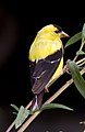 Yellow and Black Bird 2 (8032849689).jpg