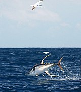 Yellowfin tuna diving.jpg
