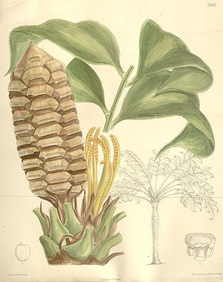 Zamia obliqua.jpg