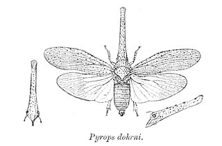 <i>Zanna</i> (planthopper) Genus of planthoppers